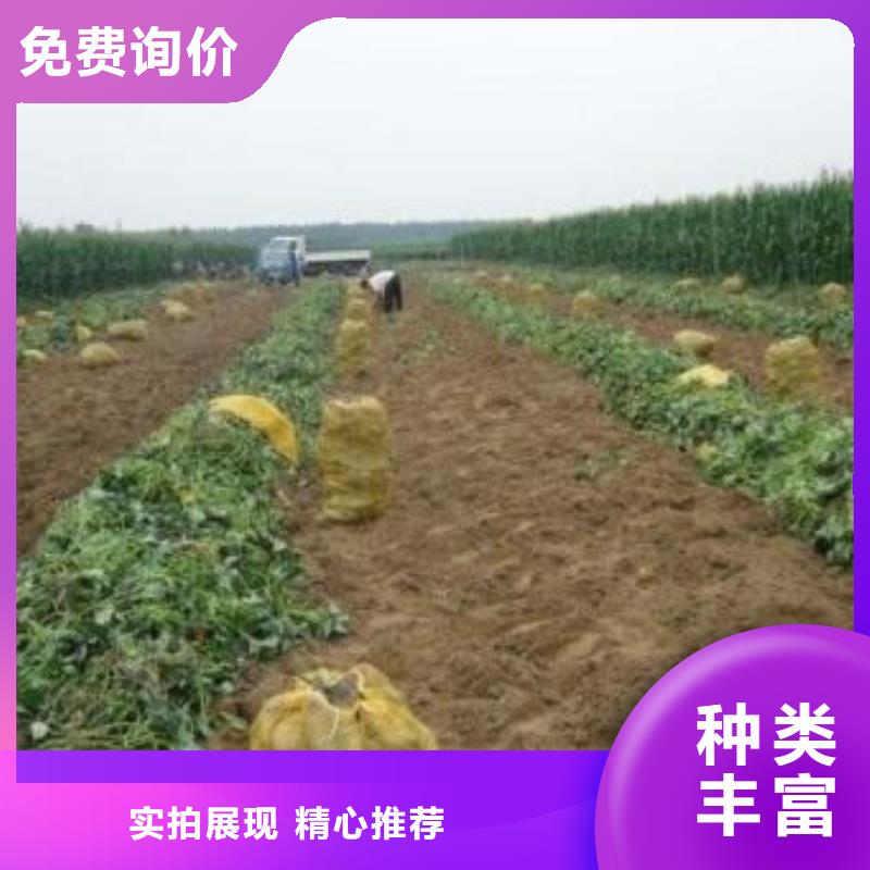 紫薯苗胡萝卜粉库存丰富精心