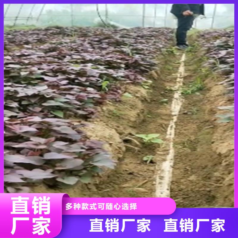 ​【紫薯苗】羽衣甘蓝粉信誉至上优质货源