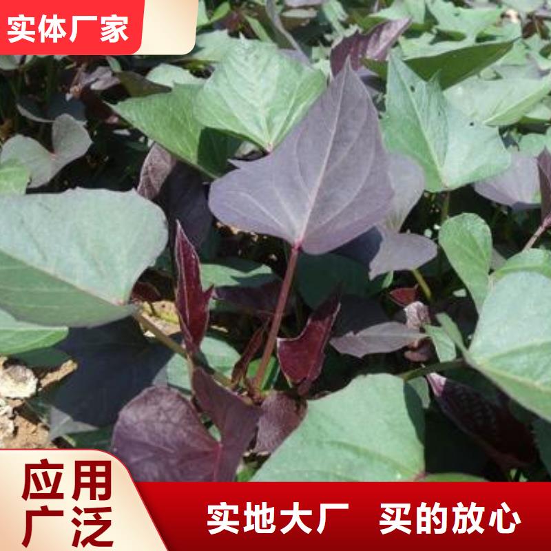 紫薯苗羽衣甘蓝粉快速生产真材实料加工定制