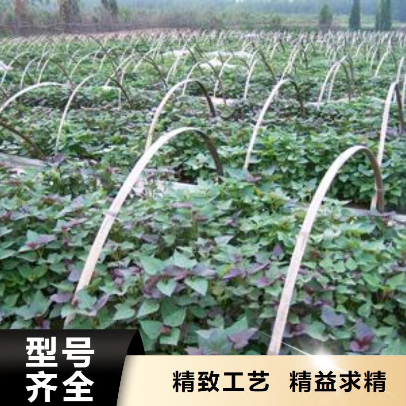 紫薯苗_胡萝卜粉诚信经营以质量求生存