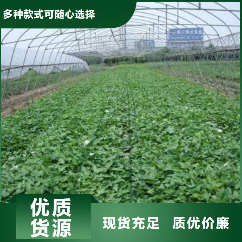 紫薯苗-菠菜粉今日价格工厂现货供应