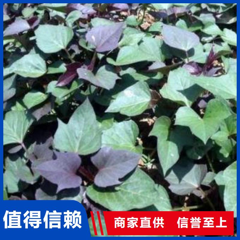 紫薯苗羽衣甘蓝粉保障免费获取报价