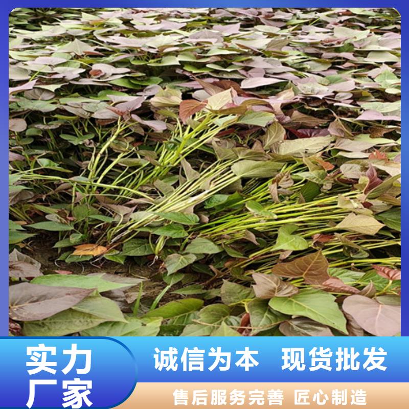 紫薯苗羽衣甘蓝粉快速发货支持货到付清