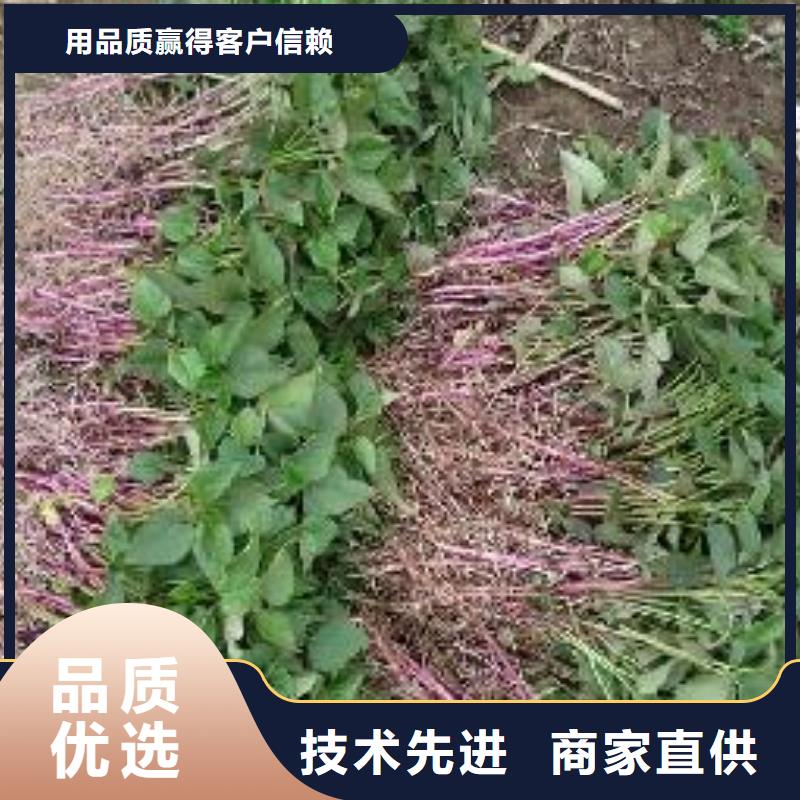 紫薯苗紫薯粉认准大品牌厂家大品牌值得信赖