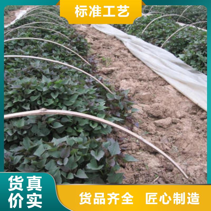 紫薯苗羽衣甘蓝粉实力优品货品齐全