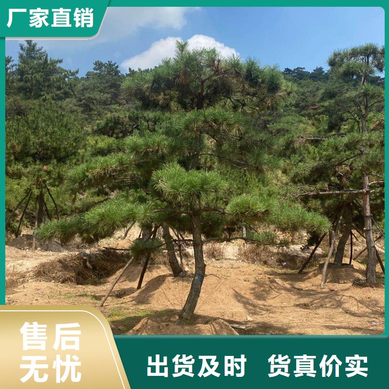 造型松价格合理同城公司