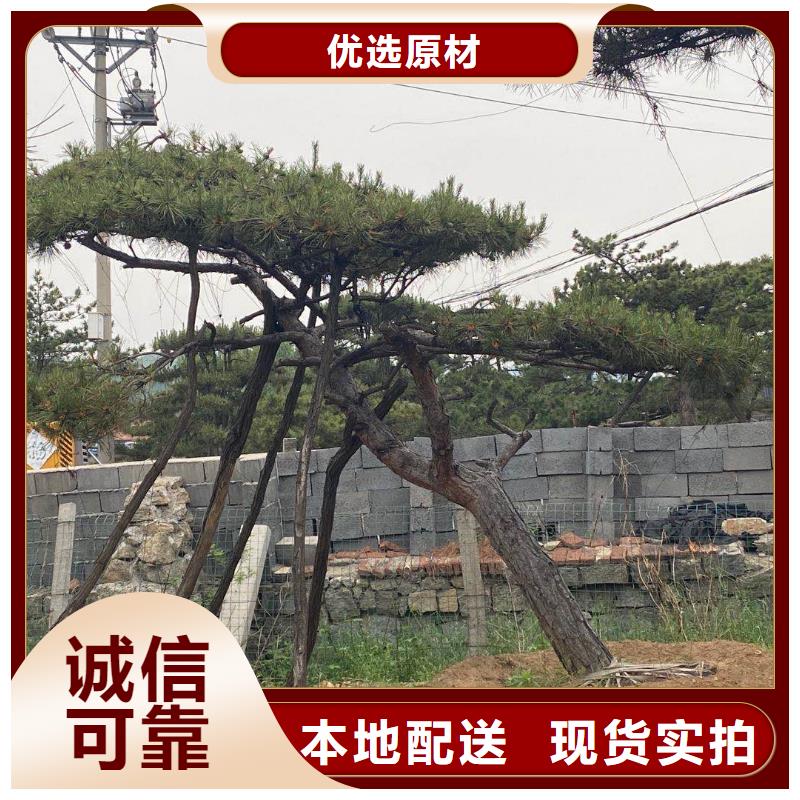 造型松支持定制批发为您提供一站式采购服务