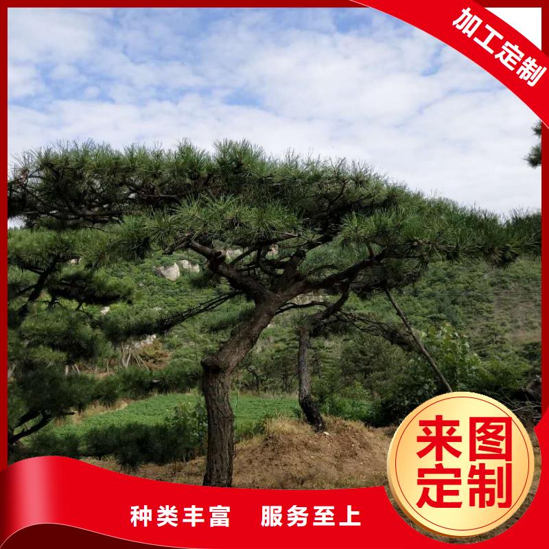 【造型松造型松价格商家】本地货源
