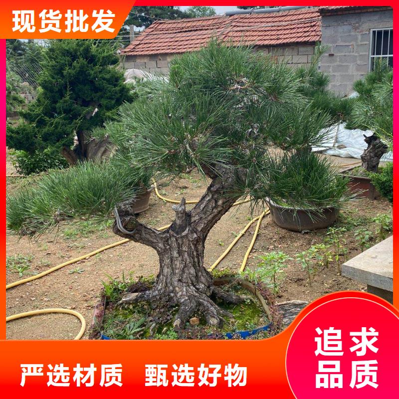 【造型松销售的是诚信】同城公司