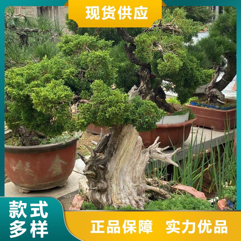 造型松型号全价格低同城厂家