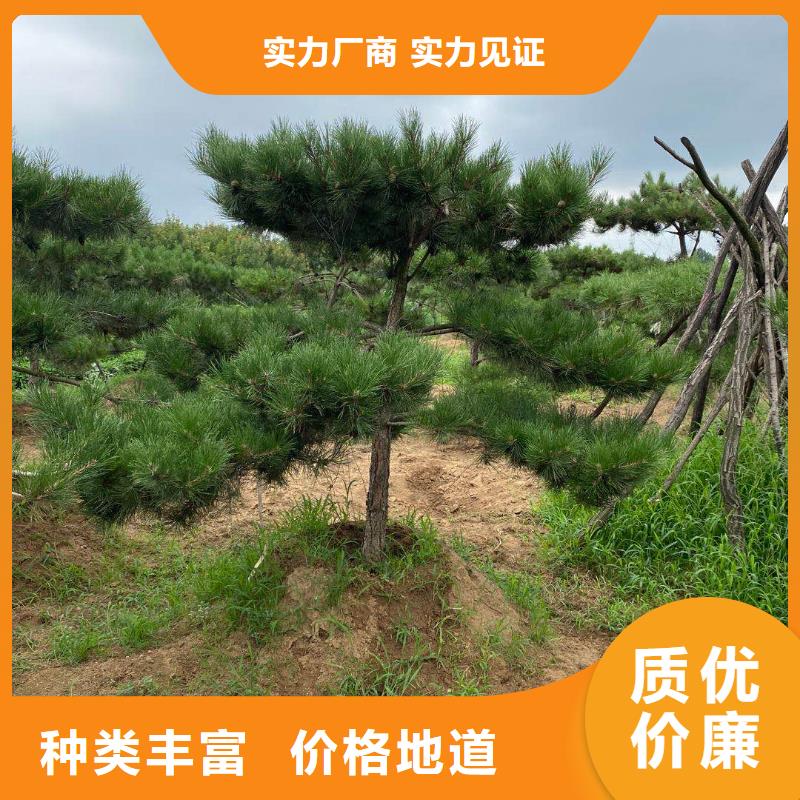 造型松造型松价格品牌大厂家品质好才是硬道理