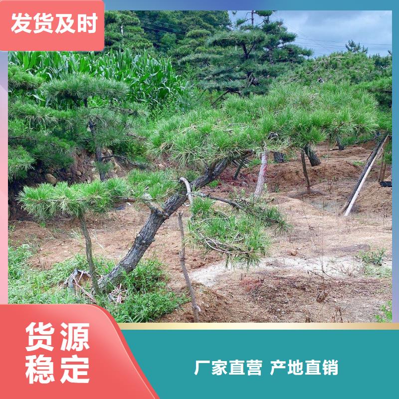造型松【造型池松】货源直销同城品牌