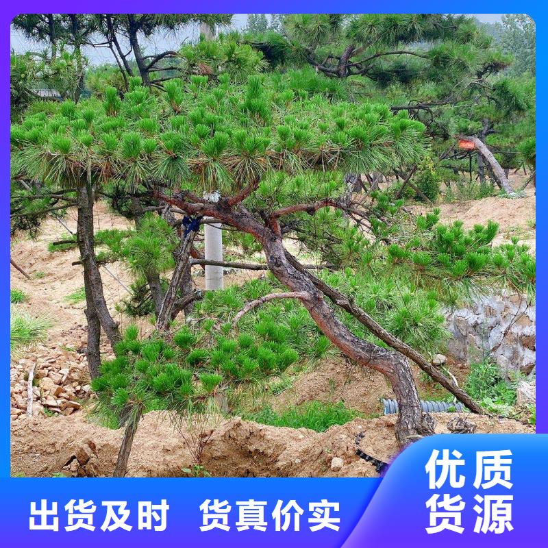 造型松大型古松实力工厂满足客户所需