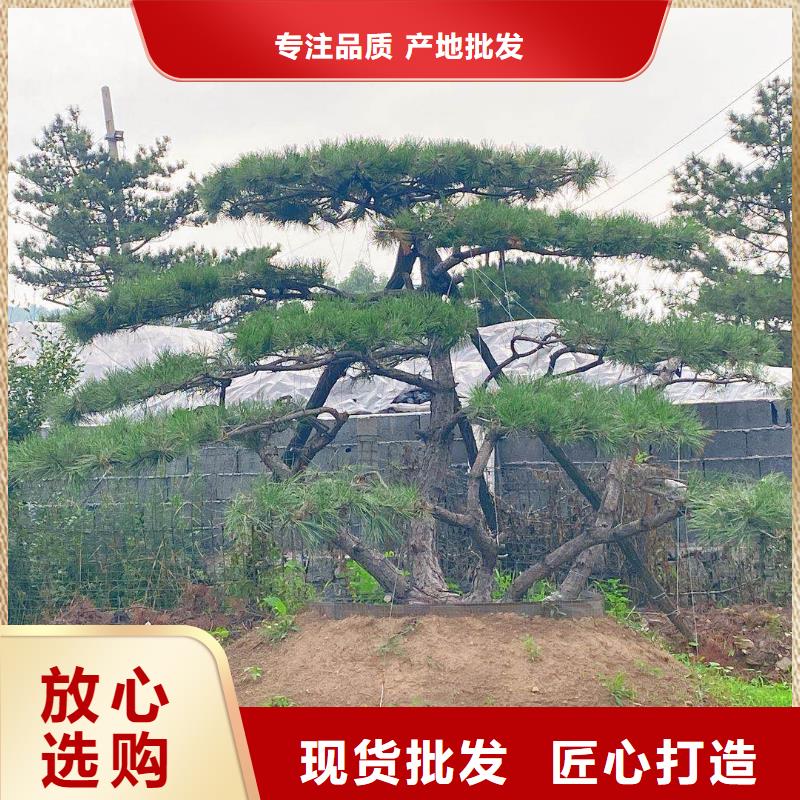 造型松质量优选品质无所畏惧