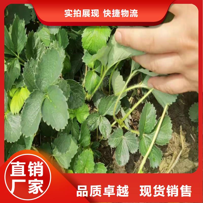 草莓苗【海棠盆景苗】实体厂家大量现货质量检测