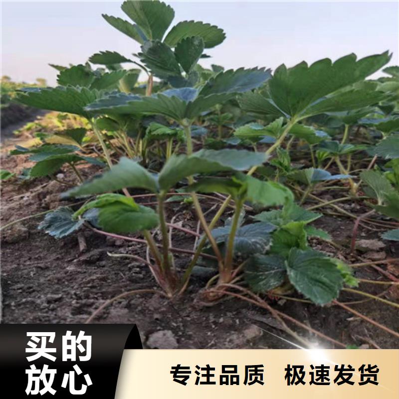 【草莓苗】樱桃树苗买的是放心现货充足量大优惠