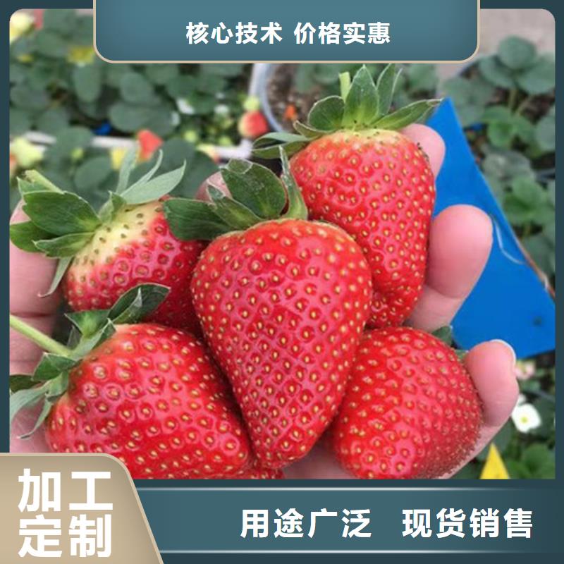 草莓苗板栗树现货充足附近公司