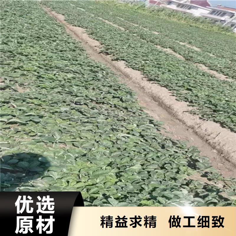 草莓苗桃树苗厂家精选质检合格出厂