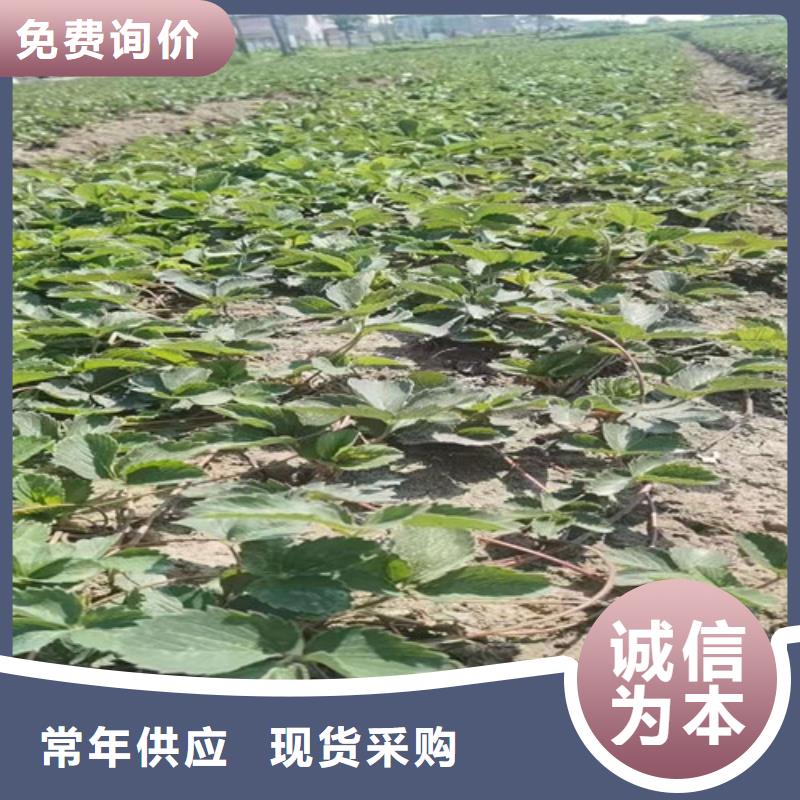 【草莓苗樱桃树苗不只是质量好】好产品有口碑