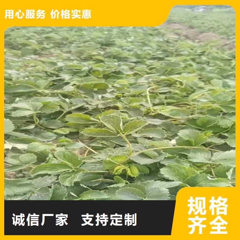 【草莓苗-嘎啦苹果苗好品质选我们】有口皆碑