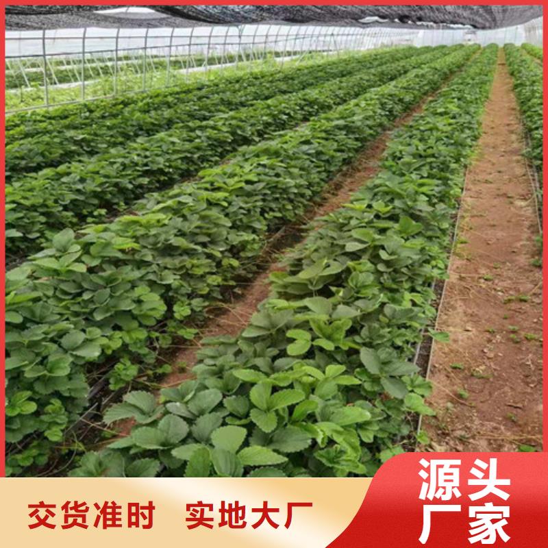 【草莓苗_油蟠7-7甄选好厂家】品质优选