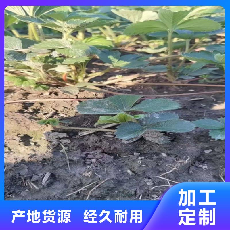 【草莓苗,软枣猕猴桃苗快速报价】本地制造商