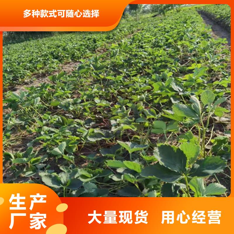 草莓苗【烟福8苹果苗】优良材质同城生产商