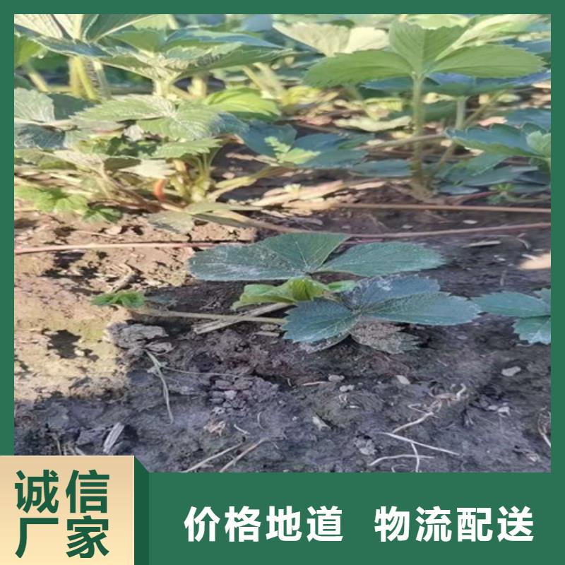 草莓苗樱桃树苗信誉有保证优选好材铸造好品质