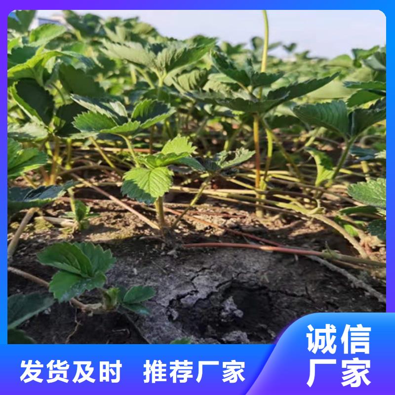 ​草莓苗樱桃树苗一周内发货精益求精