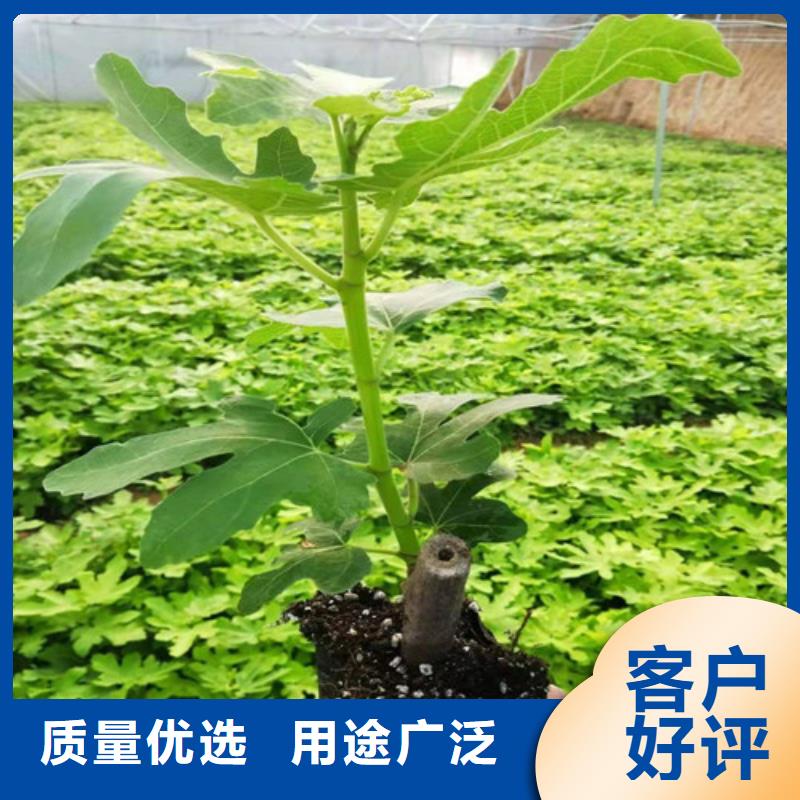 无花果葡萄苗实体厂家大量现货一站式供应厂家