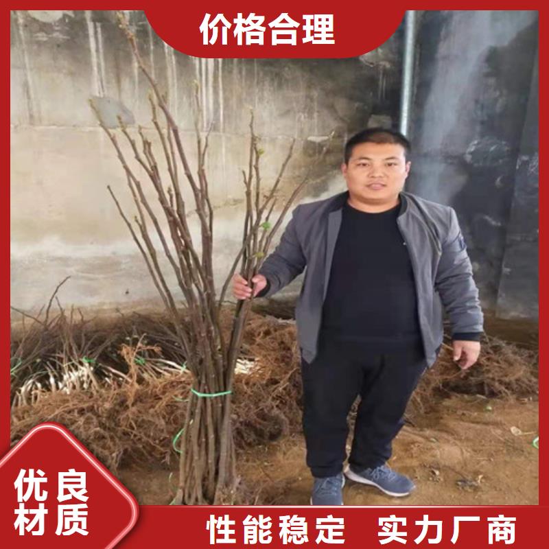 无花果,香椿树苗海量现货直销真正让利给买家