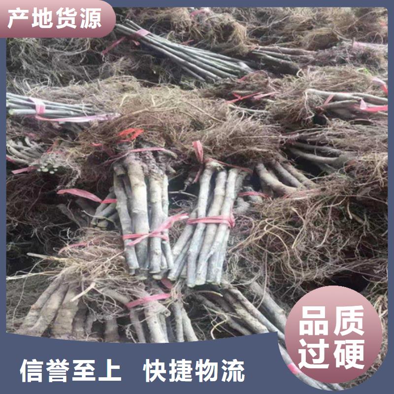 无花果【红颜草莓苗】用途广泛价格实在