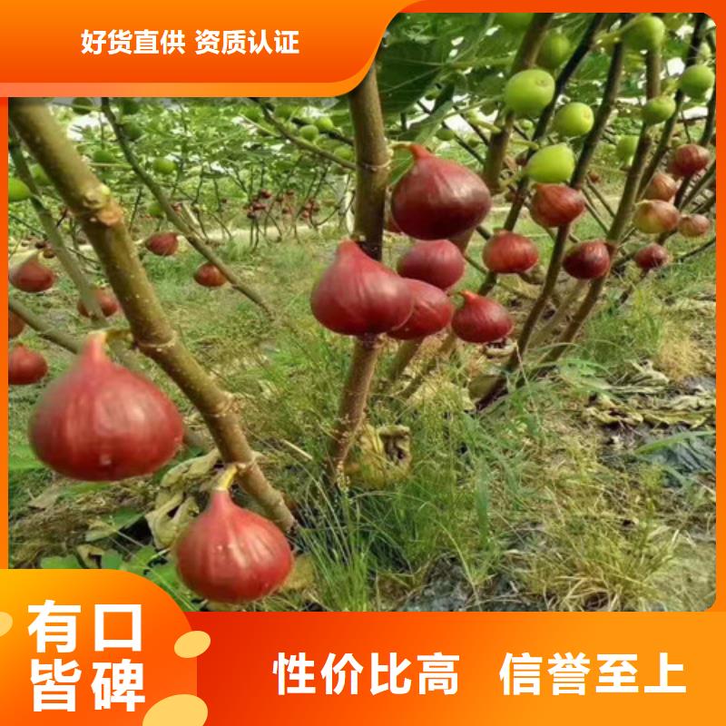 【无花果】梨树苗适用范围广现货批发