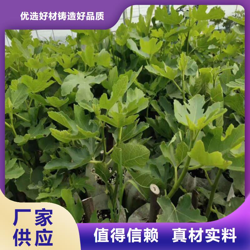 无花果,油桃苗型号齐全同城公司