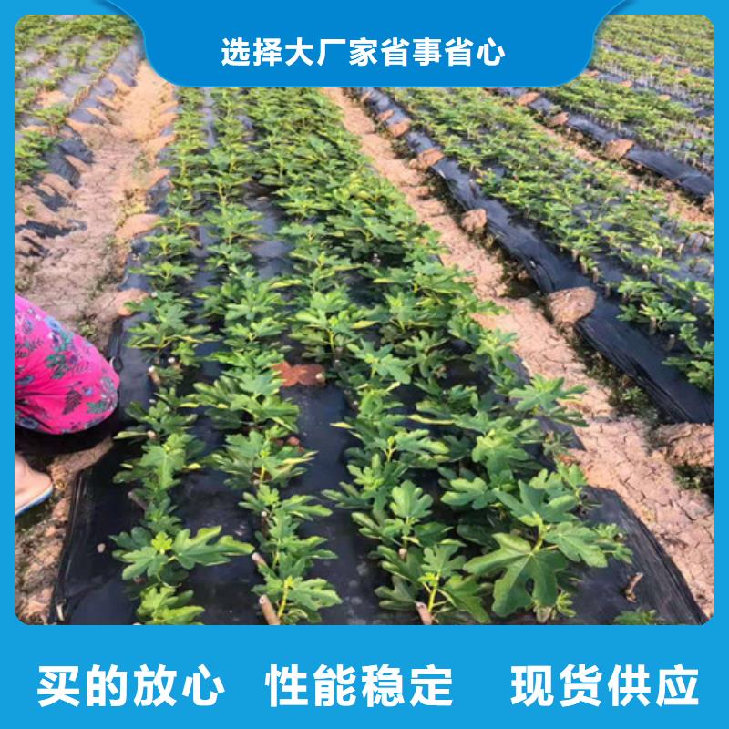 无花果-【香椿树苗】严选用料价格有优势