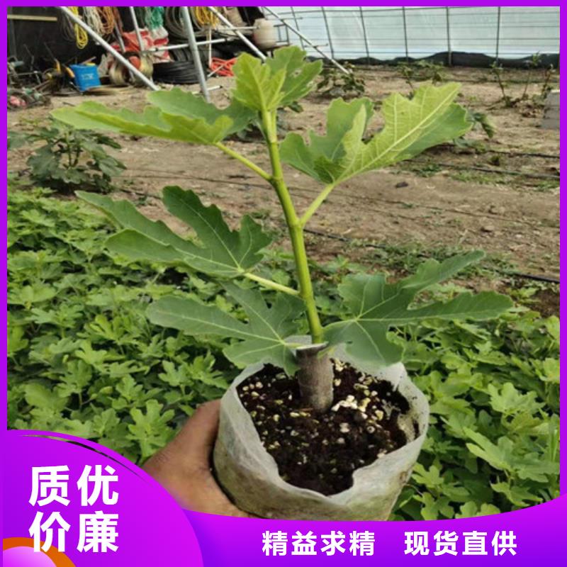 无花果草莓苗厂家品控严格多年实力厂家