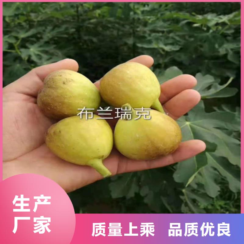 【无花果_车厘子苗用心做产品】行业优选