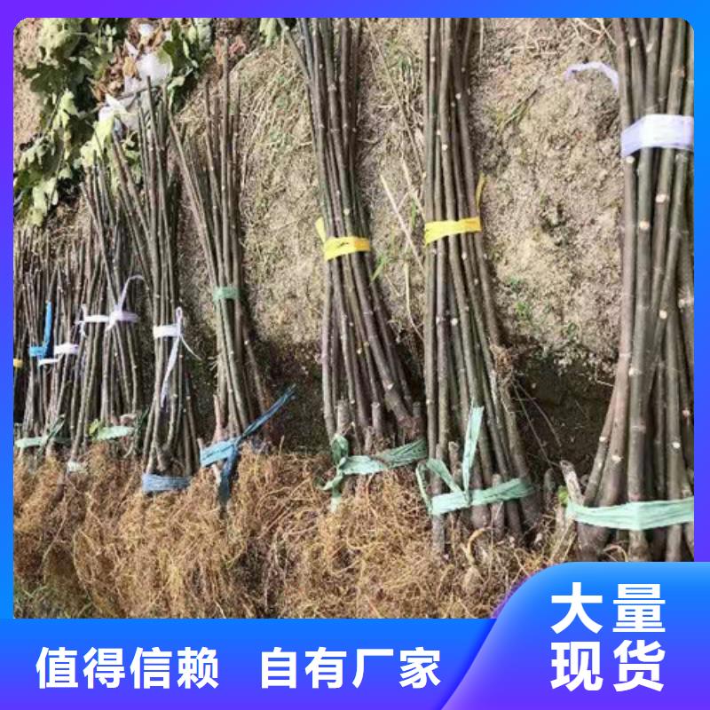 【无花果】冬枣苗可定制有保障追求品质