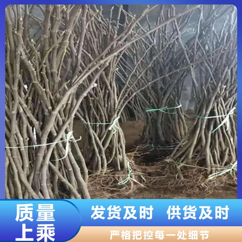 无花果梨树苗匠心工艺实力才是硬道理