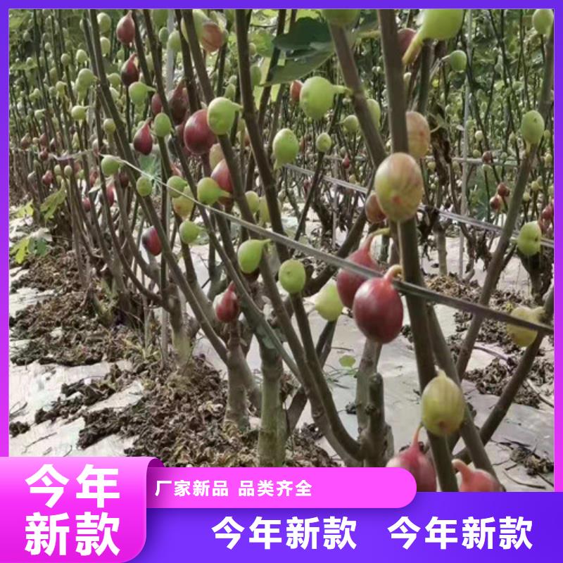 无花果【苹果苗】欢迎来厂考察品质有保障