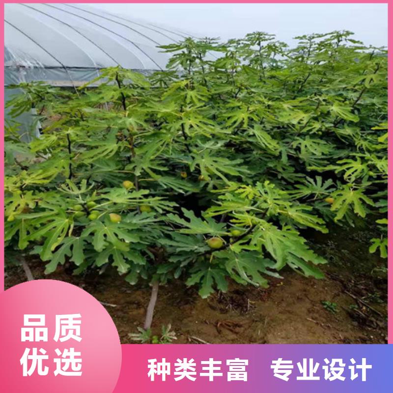 无花果-大棚草莓苗库存充足质量优选