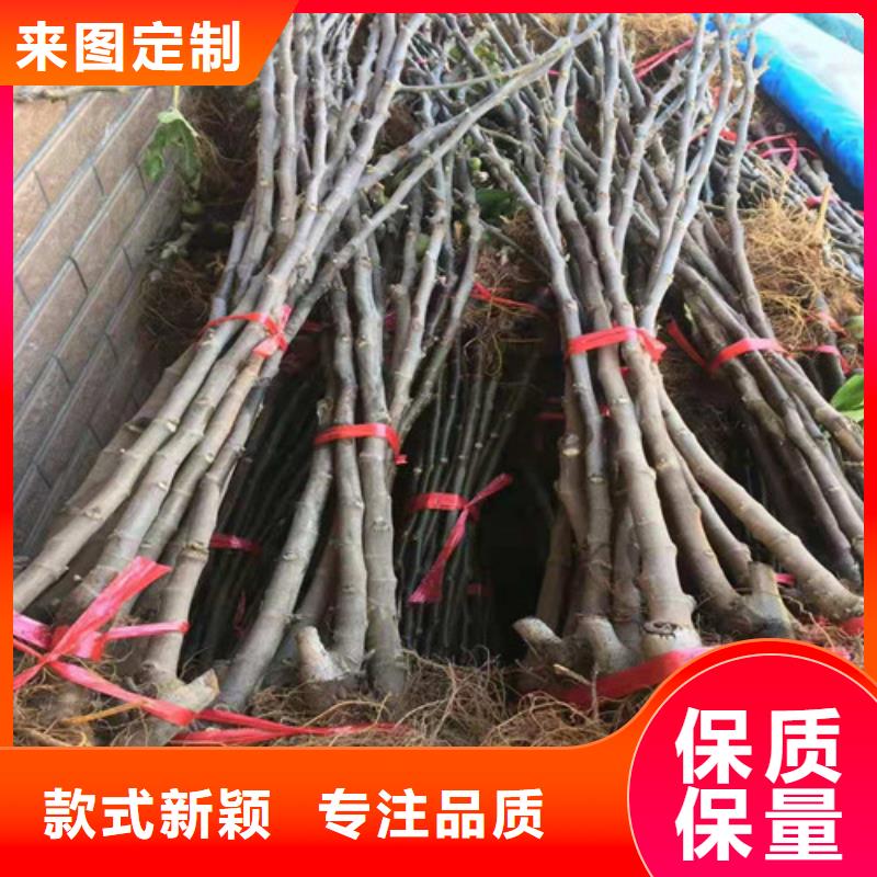 无花果-大棚草莓苗专业厂家同城厂家