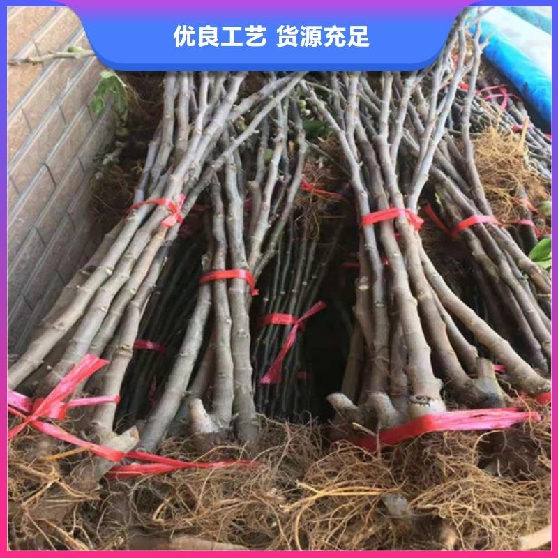 无花果【板栗苗】精品选购现货满足大量采购