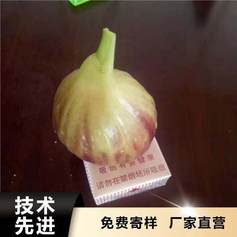 无花果香椿树苗从源头保证品质货源充足