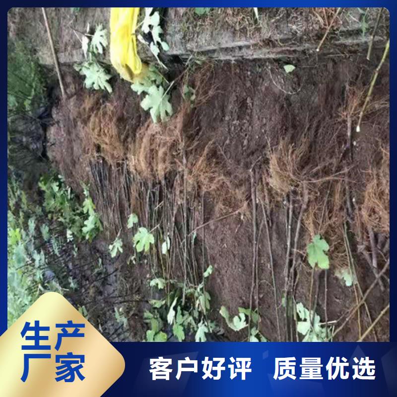 无花果核桃苗工厂直供多种款式可随心选择