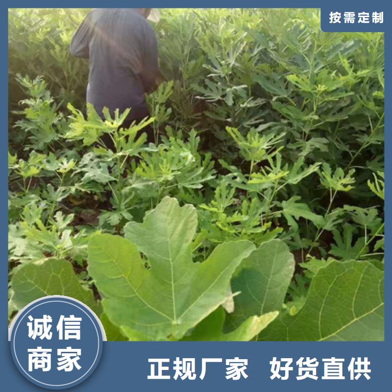 无花果苹果苗为您精心挑选资质认证