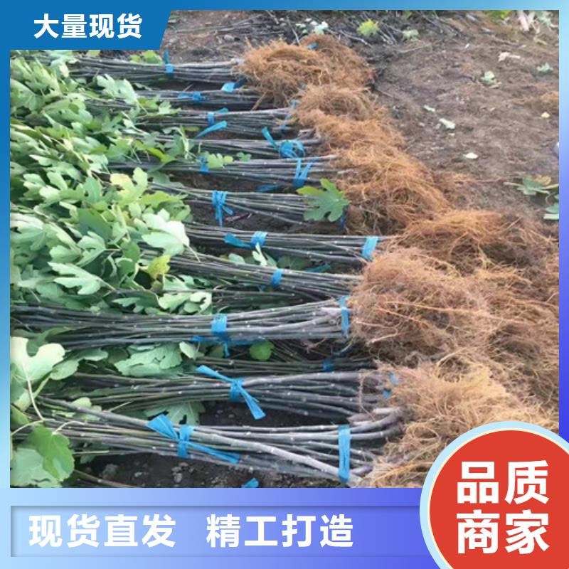 【无花果】_苹果苗把实惠留给您标准工艺