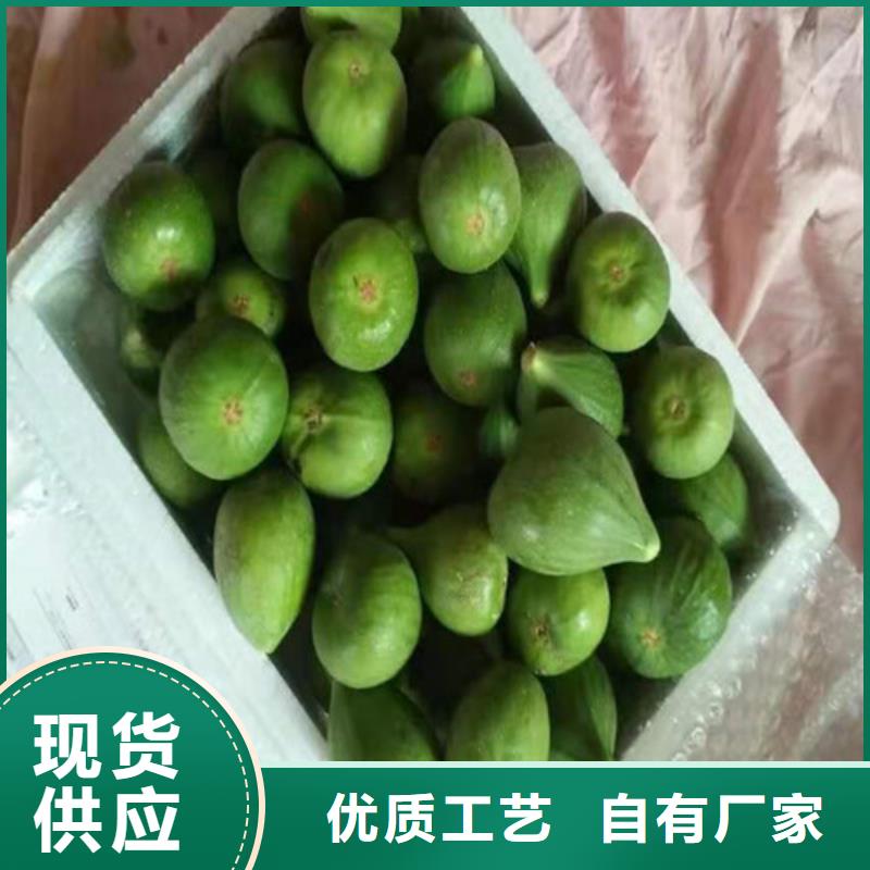 无花果梨树苗价格合理工艺层层把关