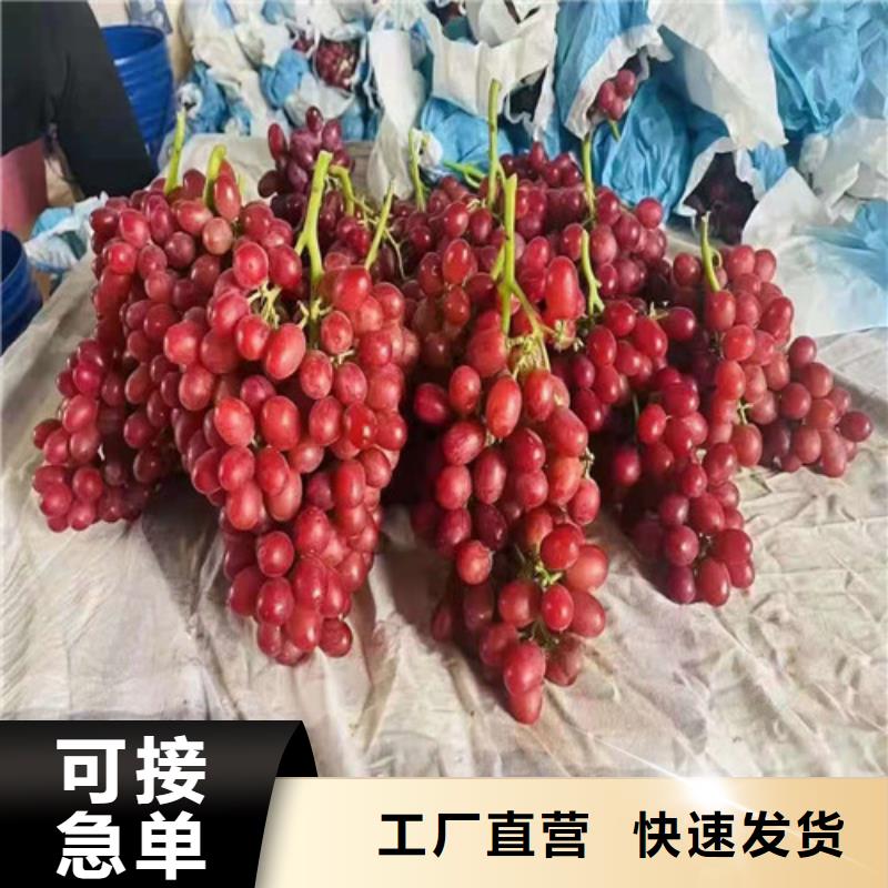 葡萄枣树苗品质有保障附近经销商