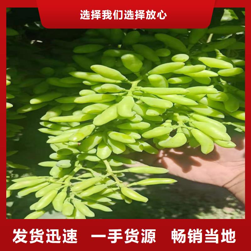 葡萄_无花果苗敢与同行比服务支持大批量采购